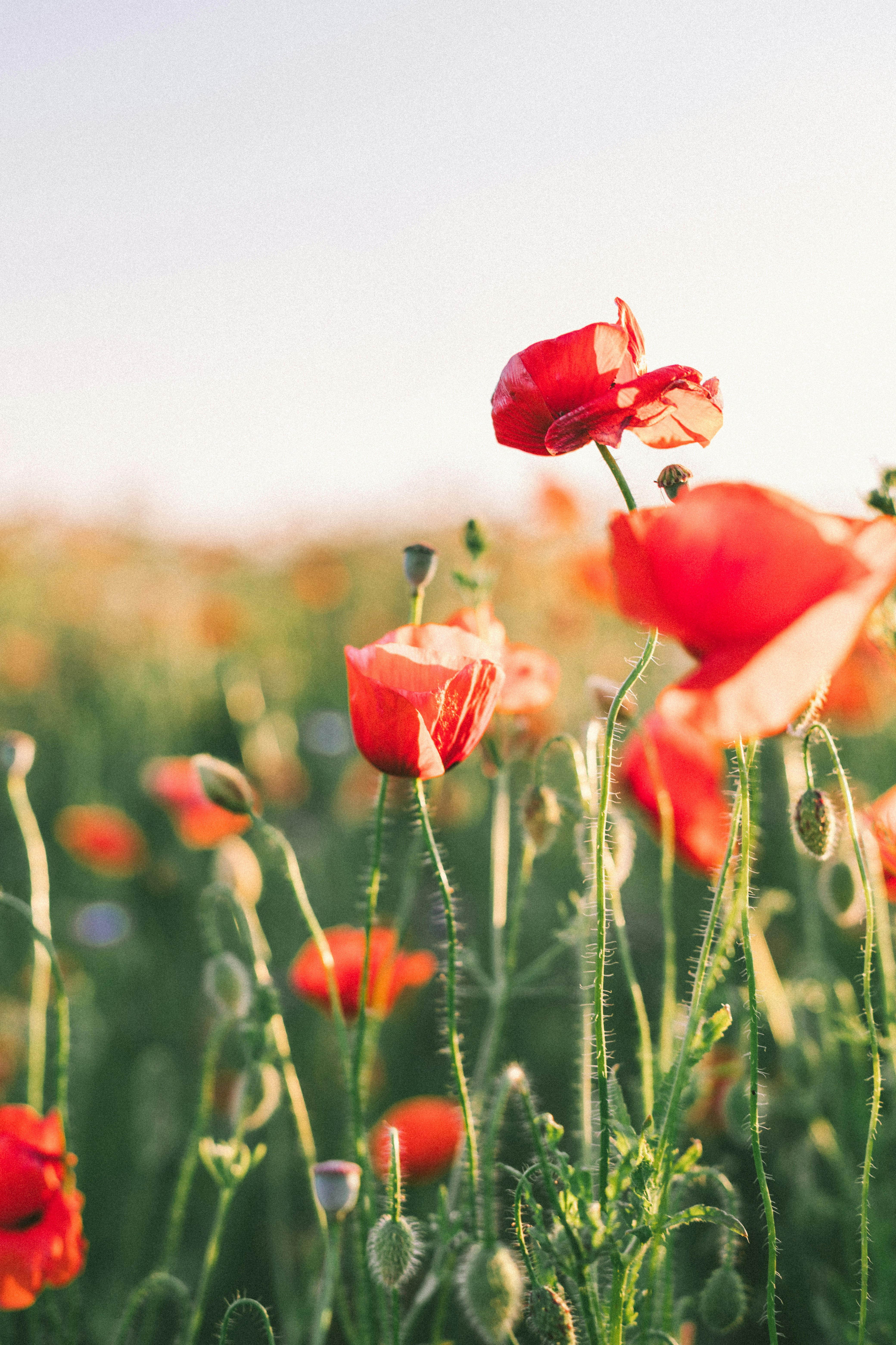 Photo by Agnese Rudzite on Unsplash